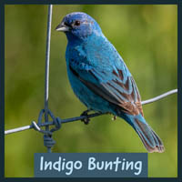 Indigo Bunting